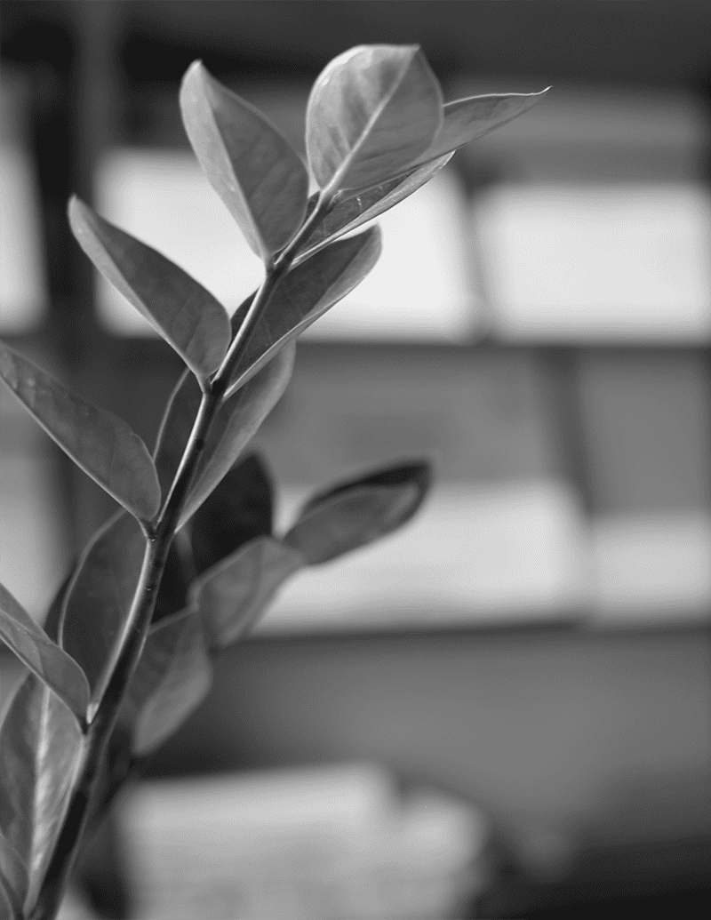 Planta en primer plano con biblioteca jurídica desenfocada